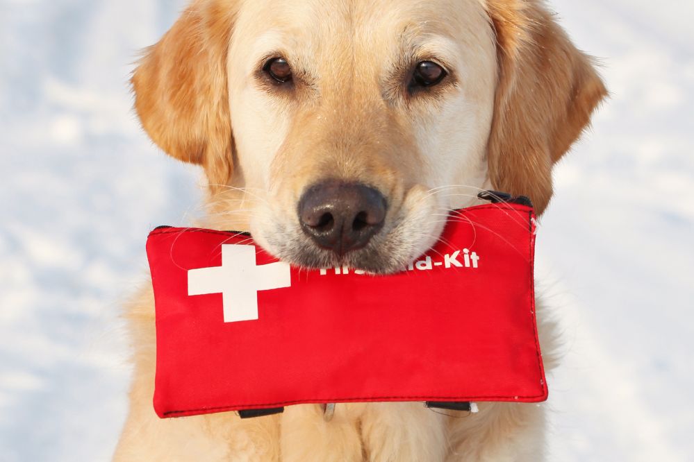 Kit de primeiros socorros para Pets - Viagens Bacanas