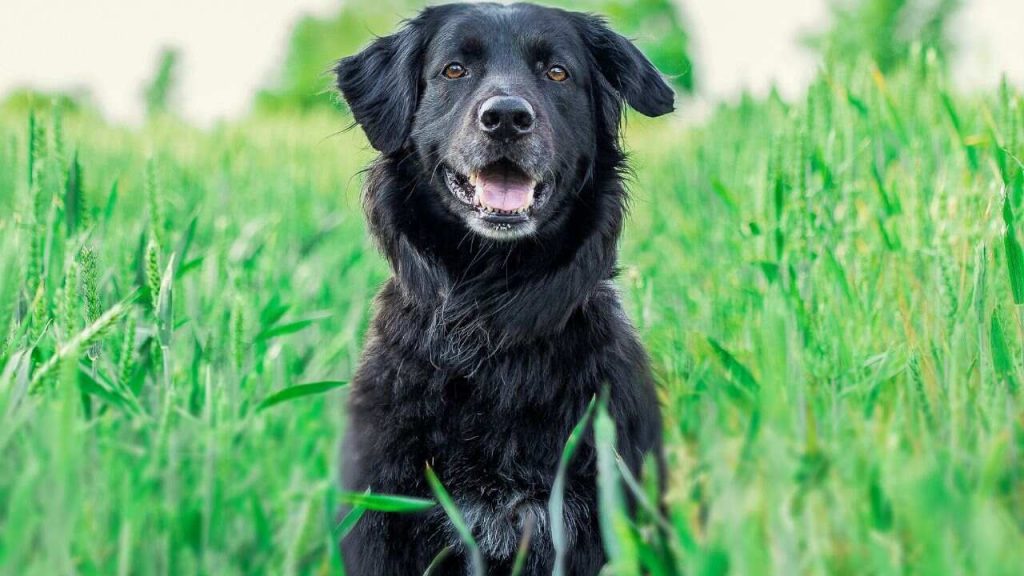 Hotéis Pet Friendly em Monte Verde